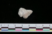 藏品(酒瓶骨螺)的圖片